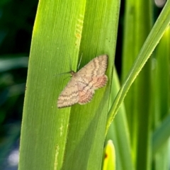 Scopula rubraria (Reddish Wave, Plantain Moth) at Aranda, ACT - 1 Feb 2024 by KMcCue