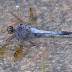 Orthetrum caledonicum (Blue Skimmer) at Ginninderry Conservation Corridor - 8 Feb 2024 by Kurt