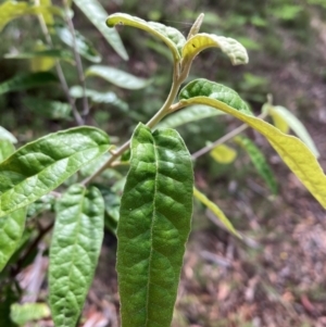 Olearia lirata at Mount Ainslie NR (ANR) - 11 Feb 2024