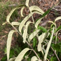 Olearia lirata at Mount Ainslie NR (ANR) - 11 Feb 2024