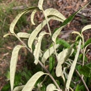 Olearia lirata at Mount Ainslie NR (ANR) - 11 Feb 2024