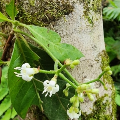 Psychotria loniceroides (Hairy Psychotria) at Bodalla State Forest - 10 Feb 2024 by Steve818