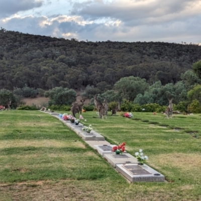 Macropus giganteus (Eastern Grey Kangaroo) at Albury - 10 Feb 2024 by Darcy