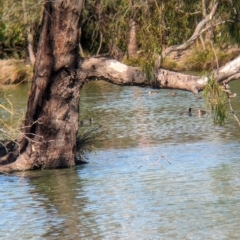 Fulica atra (Eurasian Coot) at Corowa, NSW - 11 Feb 2024 by Darcy