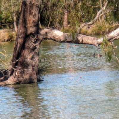 Fulica atra (Eurasian Coot) at Corowa, NSW - 10 Feb 2024 by Darcy