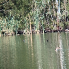 Oxyura australis (Blue-billed Duck) at Corowa, NSW - 10 Feb 2024 by Darcy