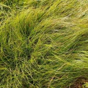 Carex inversa at Symonston, ACT - 11 Feb 2024 08:56 AM