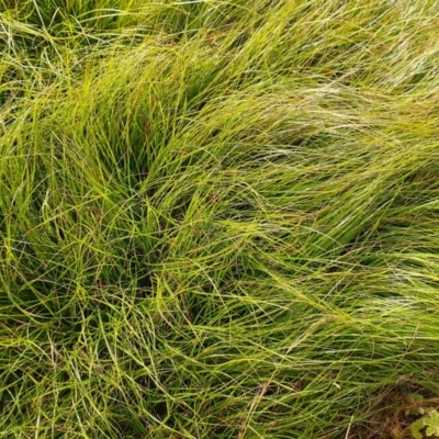 Carex inversa (Knob Sedge) at Symonston, ACT - 11 Feb 2024 by CallumBraeRuralProperty