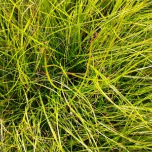 Carex inversa at Symonston, ACT - 11 Feb 2024 08:56 AM