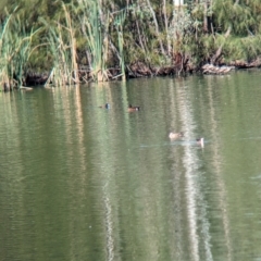 Anas castanea (Chestnut Teal) at Corowa, NSW - 10 Feb 2024 by Darcy