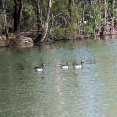 Anseranas semipalmata (Magpie Goose) at Corowa, NSW - 10 Feb 2024 by Darcy