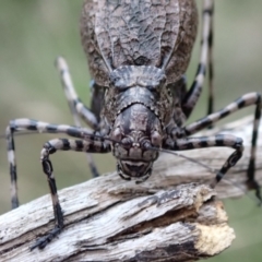 Acripeza reticulata at Namadgi National Park - 10 Feb 2024 06:51 PM
