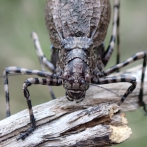 Acripeza reticulata at Namadgi National Park - 10 Feb 2024