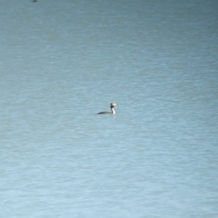 Podiceps cristatus (Great Crested Grebe) at Corowa, NSW - 10 Feb 2024 by Darcy