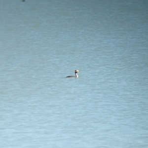 Podiceps cristatus at Corowa, NSW - 11 Feb 2024