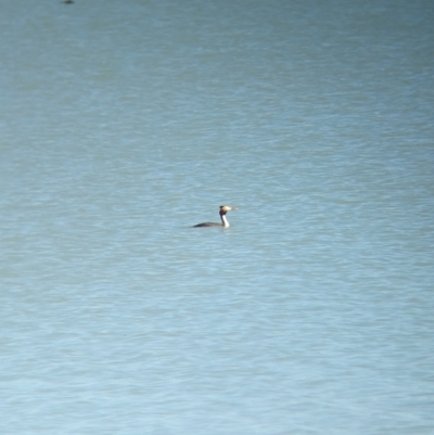 Podiceps cristatus (Great Crested Grebe) at Corowa, NSW - 10 Feb 2024 by Darcy