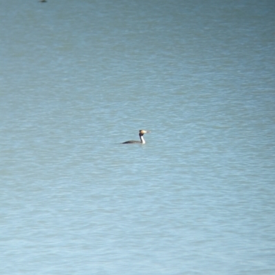Podiceps cristatus (Great Crested Grebe) at Corowa, NSW - 11 Feb 2024 by Darcy