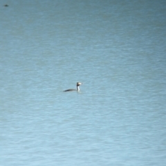 Podiceps cristatus at Corowa, NSW - 11 Feb 2024