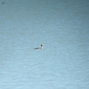 Podiceps cristatus at Corowa, NSW - 11 Feb 2024