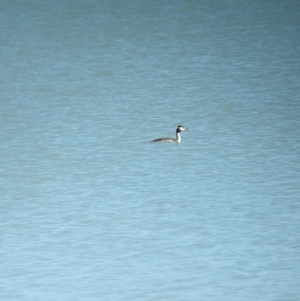 Podiceps cristatus at Corowa, NSW - 11 Feb 2024