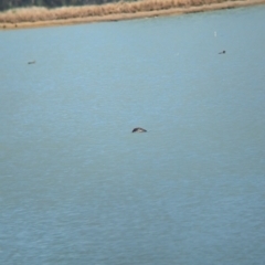 Biziura lobata (Musk Duck) at Corowa, NSW - 10 Feb 2024 by Darcy