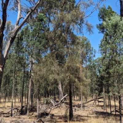 Allocasuarina luehmannii (Bulloak) at Balldale, NSW - 11 Feb 2024 by Darcy