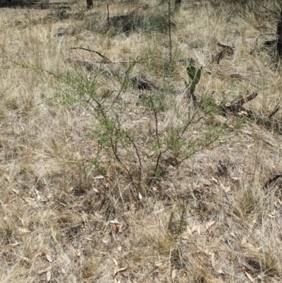 Acacia acinacea (Gold Dust Wattle) at Balldale, NSW - 11 Feb 2024 by Darcy