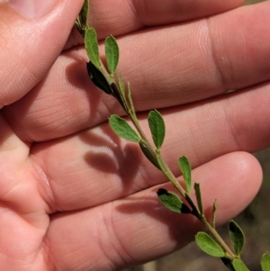 Acacia acinacea at Kentucky State Forest - 11 Feb 2024