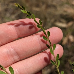 Acacia acinacea at Kentucky State Forest - 11 Feb 2024