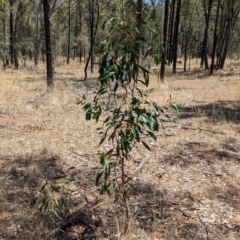 Acacia pycnantha (Golden Wattle) at Balldale, NSW - 11 Feb 2024 by Darcy