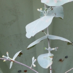 Eucalyptus cinerea subsp. cinerea (Argyle Apple) at SCR380 at Windellama - 10 Feb 2024 by peterchandler