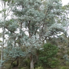 Eucalyptus cinerea subsp. cinerea at SCR380 at Windellama - 11 Feb 2024