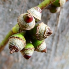 Eucalyptus amplifolia subsp. amplifolia (Cabbage Gum) at SCR380 at Windellama - 10 Feb 2024 by peterchandler