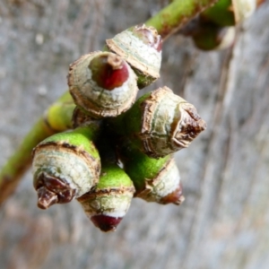 Eucalyptus amplifolia subsp. amplifolia at suppressed - 11 Feb 2024