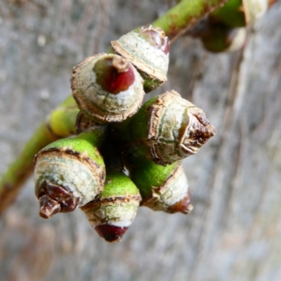 Eucalyptus amplifolia subsp. amplifolia (Cabbage Gum) at SCR380 at Windellama - 11 Feb 2024 by peterchandler