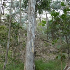 Eucalyptus amplifolia subsp. amplifolia at suppressed - 11 Feb 2024