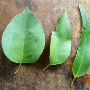 Eucalyptus amplifolia subsp. amplifolia at SCR380 at Windellama - suppressed