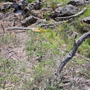 Hypericum perforatum at Mount Majura - 11 Feb 2024