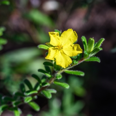 Hibbertia praemorsa (Bundanoon Guinea Flower) at Bundanoon - 13 Feb 2024 by Boobook38
