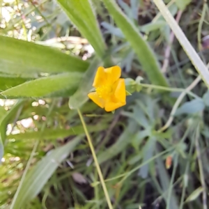 Hypericum gramineum at Mount Majura (MMS) - 11 Feb 2024