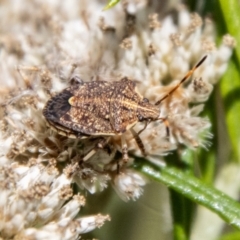 Poecilometis strigatus at Bluett's Block (BBL) - 11 Feb 2024 02:35 PM