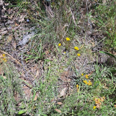 Chrysocephalum semipapposum (Clustered Everlasting) at Hackett, ACT - 11 Feb 2024 by abread111