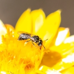 Exoneurella lawsoni at Bluett's Block (BBL) - 11 Feb 2024 by SWishart