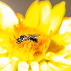 Exoneurella lawsoni at Bluett's Block (BBL) - 11 Feb 2024