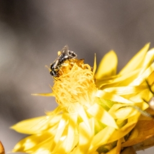 Exoneurella lawsoni at Bluett's Block (BBL) - 11 Feb 2024