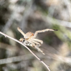 Unidentified Huntsman spider (Sparassidae) at Black Mountain - 11 Feb 2024 by Hejor1
