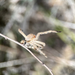 Neosparassus calligaster at Black Mountain - 11 Feb 2024 01:30 PM