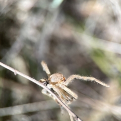 Neosparassus calligaster at Black Mountain - 11 Feb 2024 01:30 PM