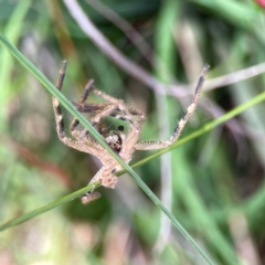 Neosparassus sp. (genus) (Badge huntsman) at Point 5204 - 11 Feb 2024 by Hejor1