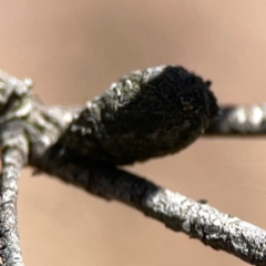 Cryptocephalinae (sub-family) at Black Mountain - 11 Feb 2024